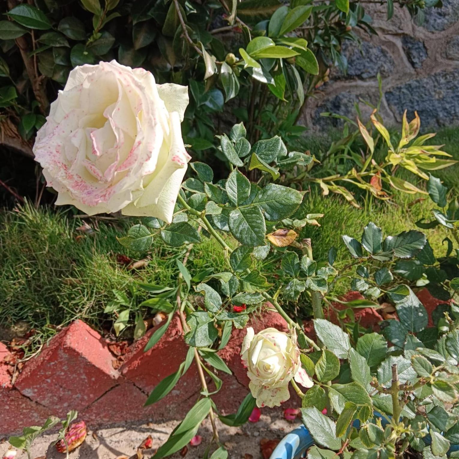 Kodai Riya Paradise Kodaikanal Ngoại thất bức ảnh